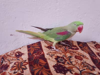 raw parrot for sale 03054636833