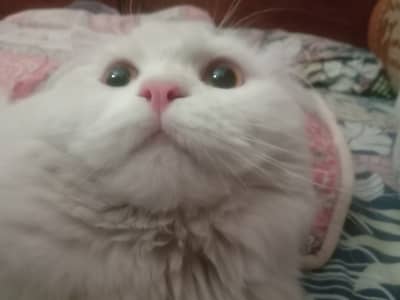 White Persian