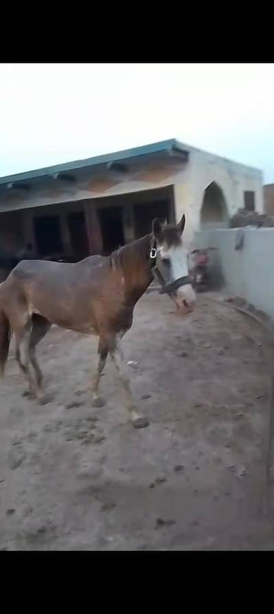 kabutari gohri chalbaz  nukra bacha dy chuki hy
