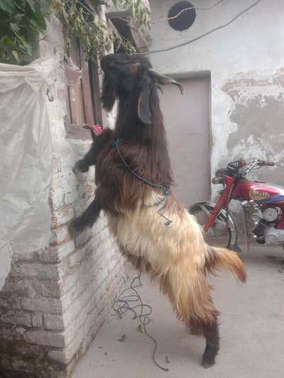 pahari Bakra