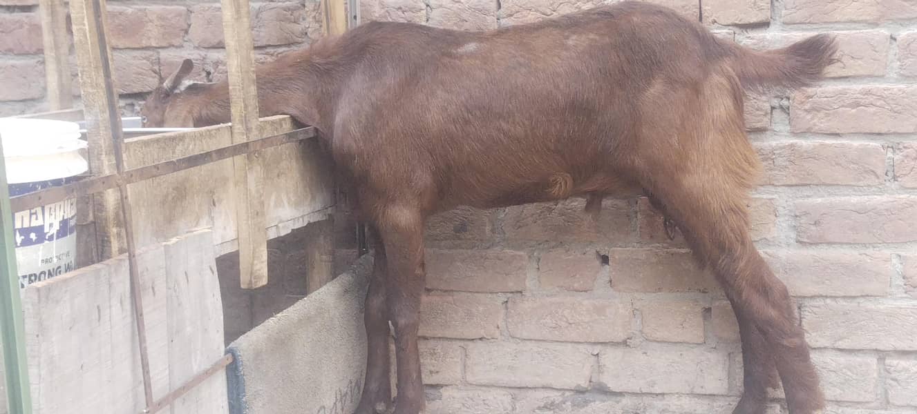 دو دانت دیسی گھر کے پلے ہوئے بکرے 1