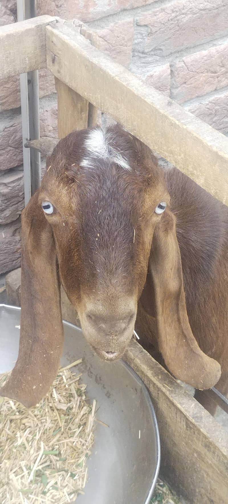 دو دانت دیسی گھر کے پلے ہوئے بکرے 3