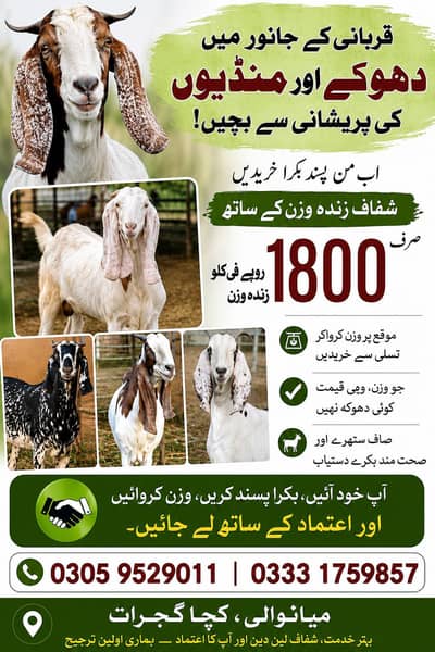 Qurbani goat for sale