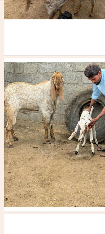 Makhi Cheeni goat | Qurbani Goat | bakra | Breader bakra| bakry | بکرا