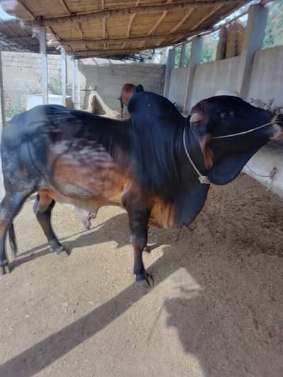 Cow | Qurbani Ka Janwar | Cow for Sale | Gaye | Gaii | Bachra