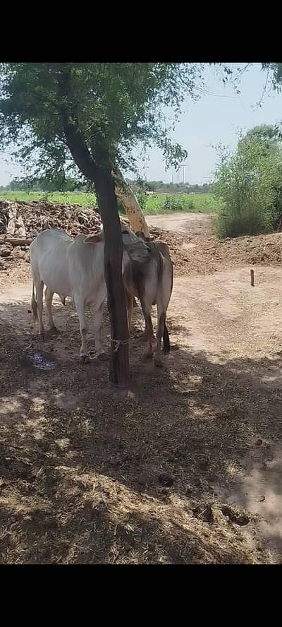 5 bachry hy . . full tayyar . .