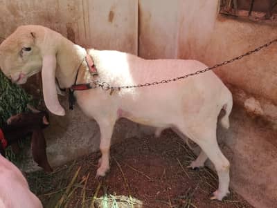 Gulabi larkhana domba  2 dant