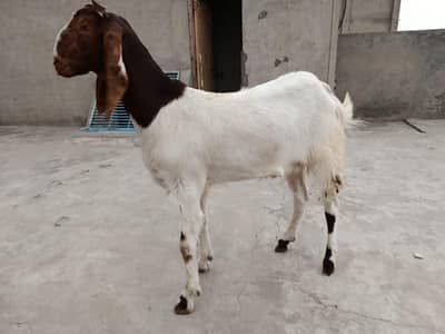 best for Qurbani 2k26 fully healthy and  active Bakra