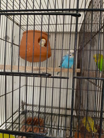 breeders 10 pair sab k sath anday bachy hain