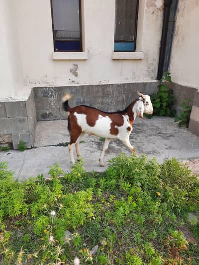 Beautiful goat