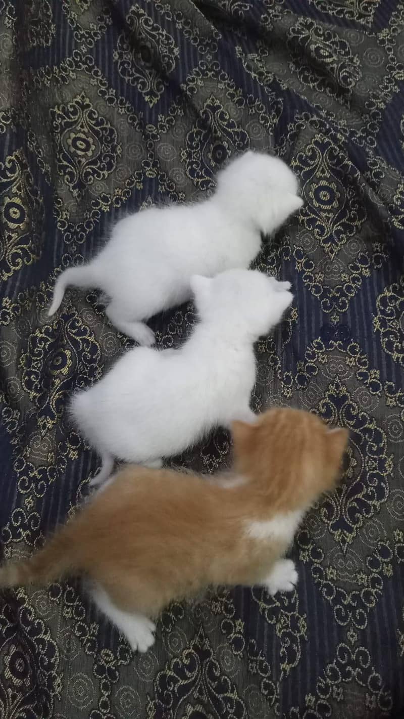 babys 0