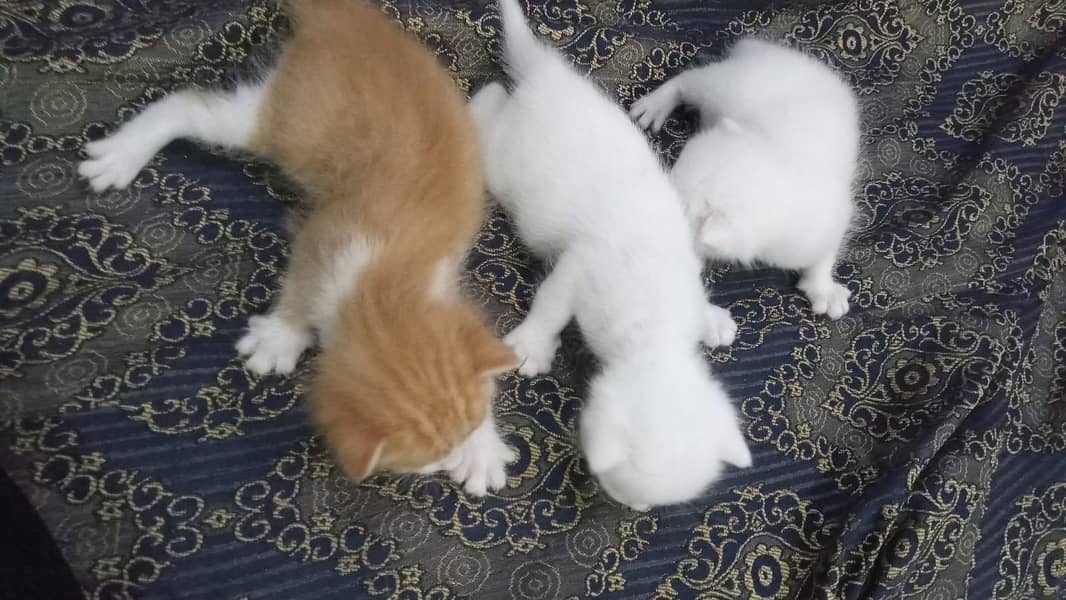 babys 1