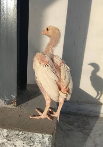 Aseel chicks in top quality