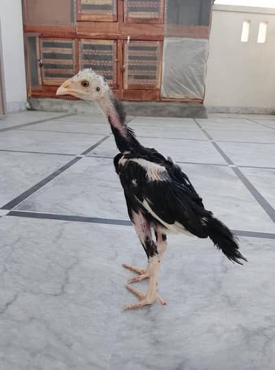 Aseel chicks in top quality