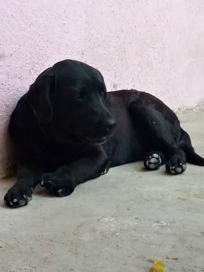 laboura male/ black