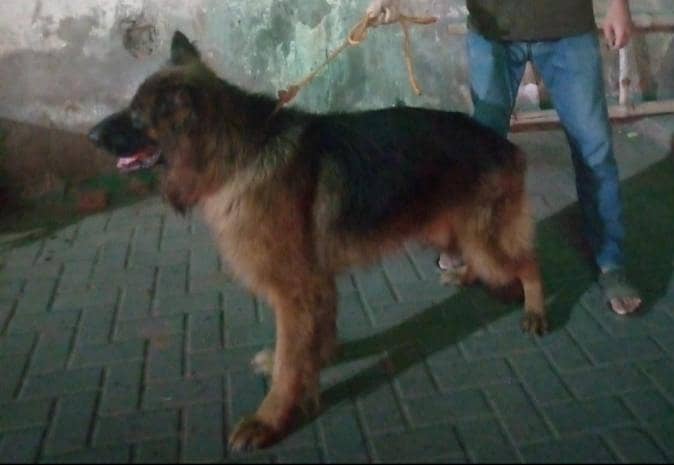 German shepherd stud 2