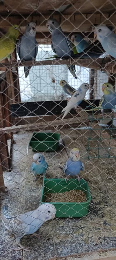budgies pathy for sale 700 pair