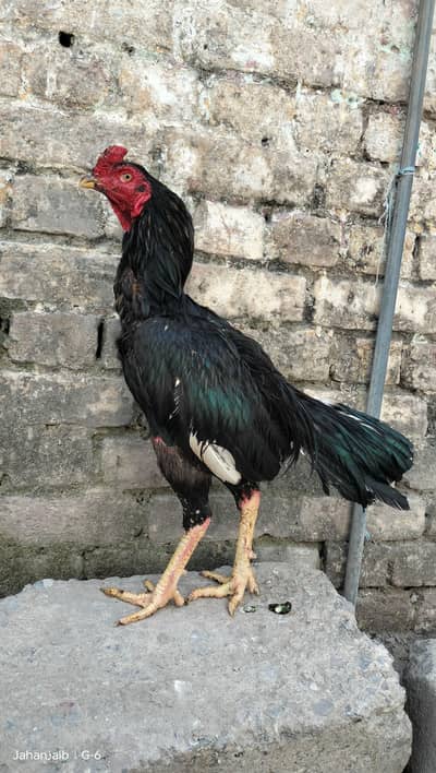 Aseel Bird