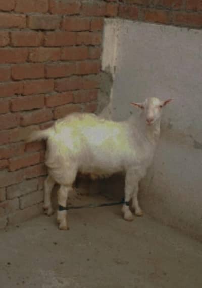 Teddy Mainda bakra