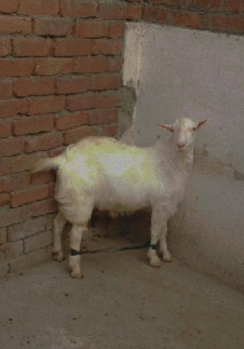 Teddy Mainda bakra 0