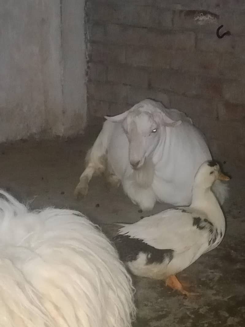 Teddy Mainda bakra 1