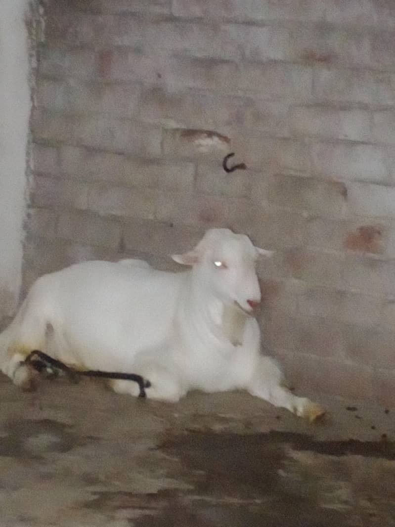 Teddy Mainda bakra 2