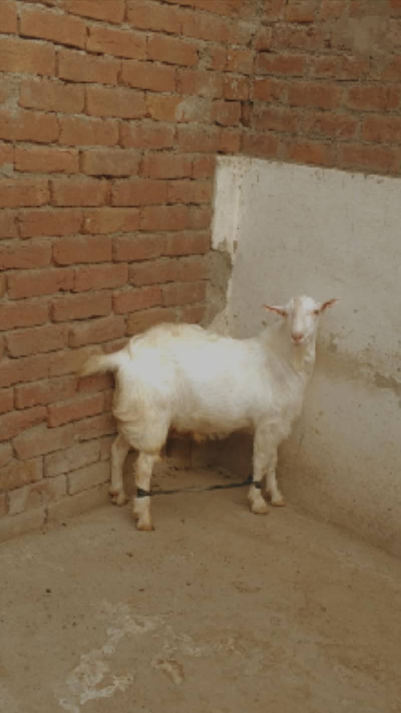 Teddy Mainda bakra 3