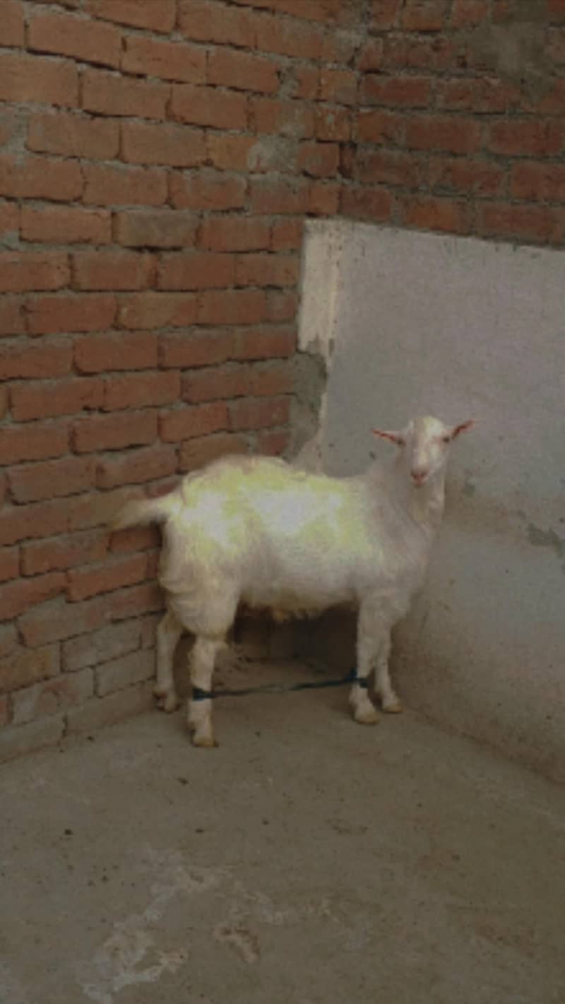 Teddy Mainda bakra 4