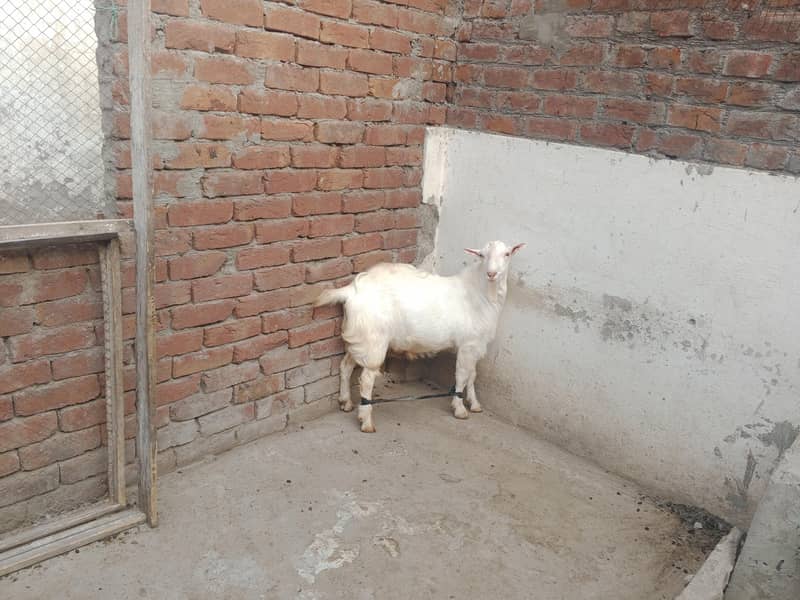 Teddy Mainda bakra 5