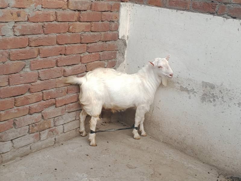 Teddy Mainda bakra 6
