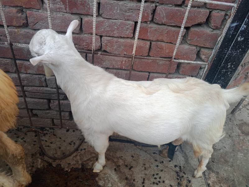 Teddy Mainda bakra 7