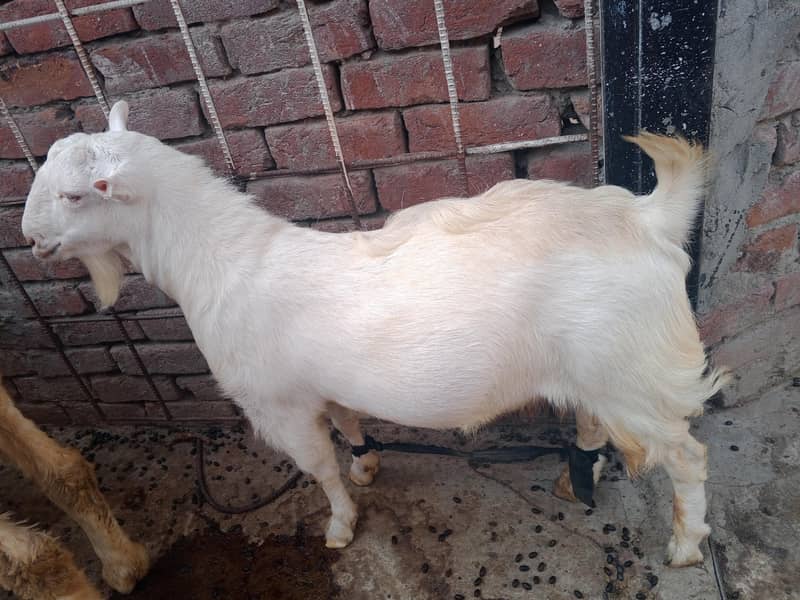 Teddy Mainda bakra 8