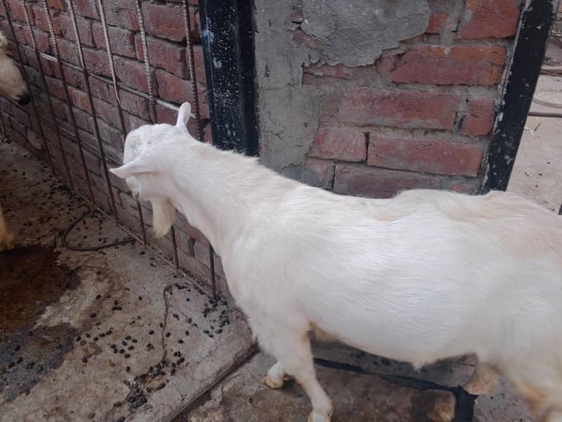 Teddy Mainda bakra 9