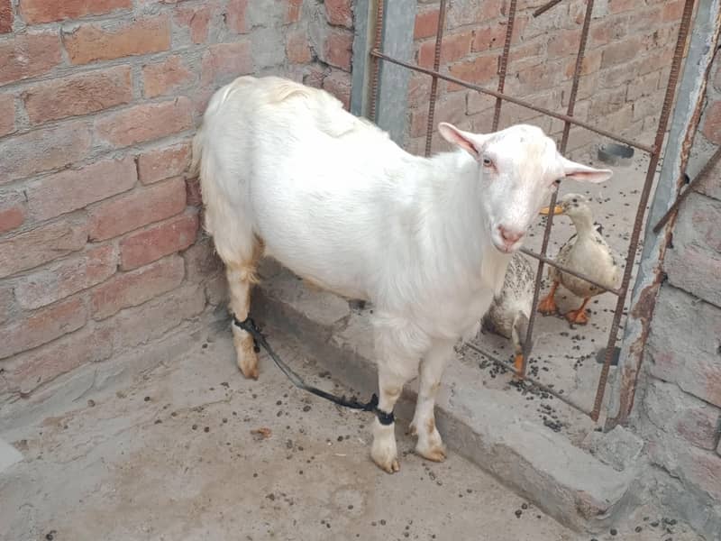 Teddy Mainda bakra 10