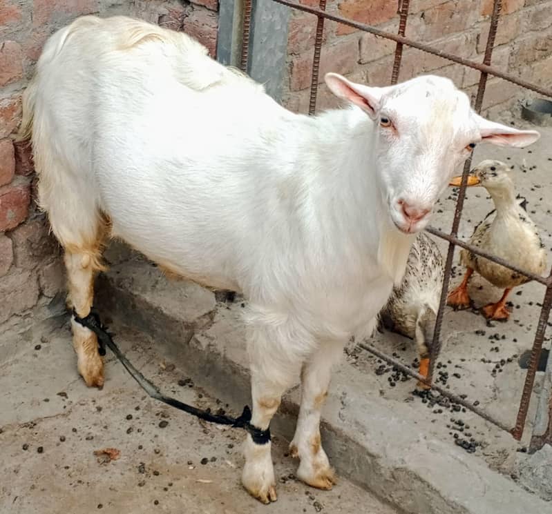 Teddy Mainda bakra 11