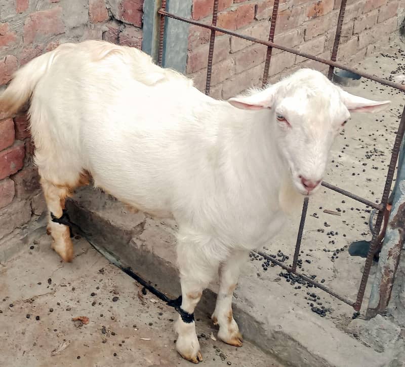 Teddy Mainda bakra 12