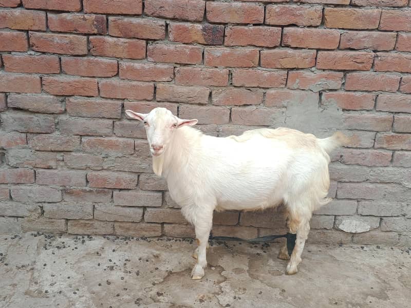 Teddy Mainda bakra 13