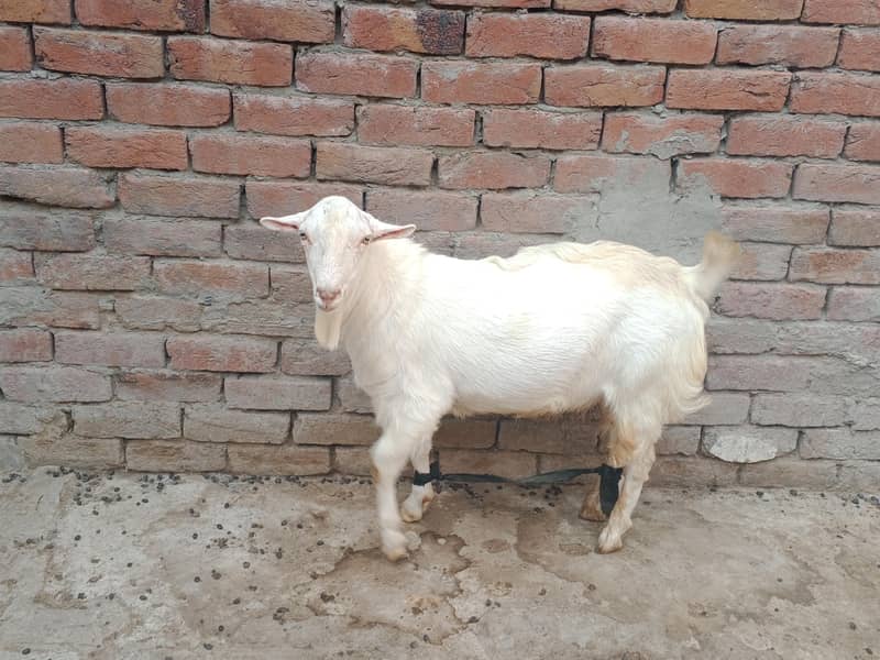 Teddy Mainda bakra 14
