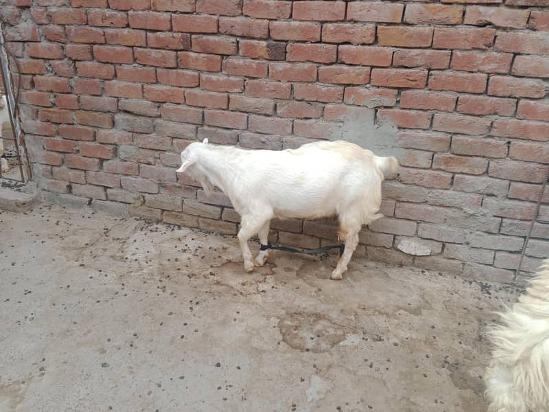 Teddy Mainda bakra 15