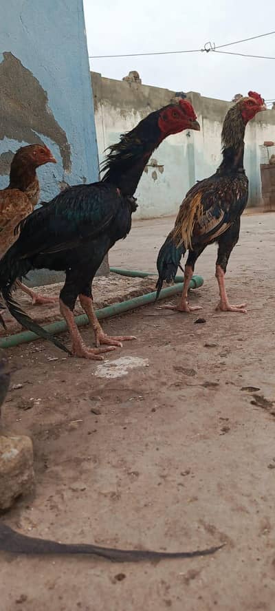 2 aseel pathay home breed 3500 per 0312(5202101)