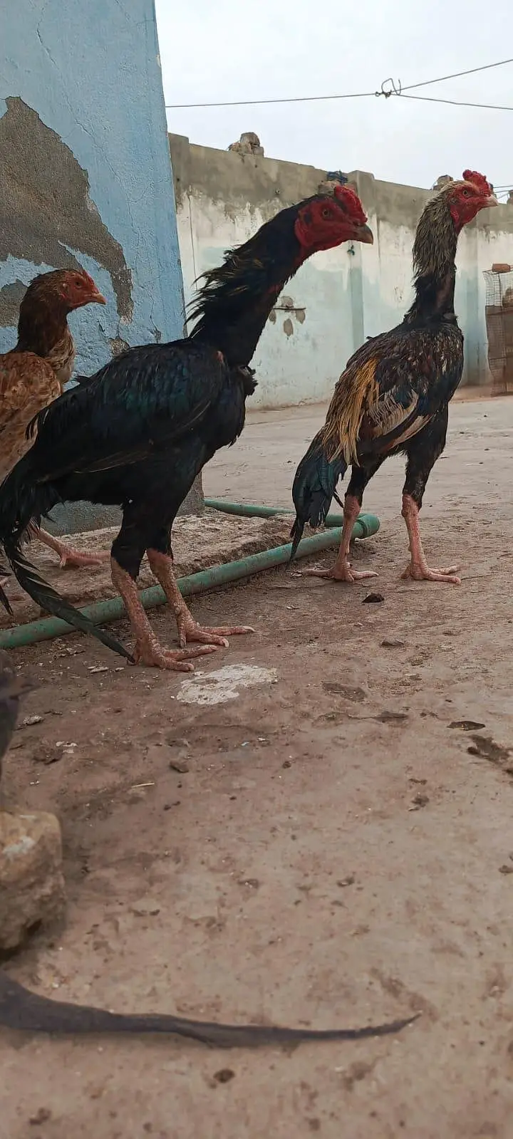 2 aseel pathay home breed 3500 per 0312(5202101)