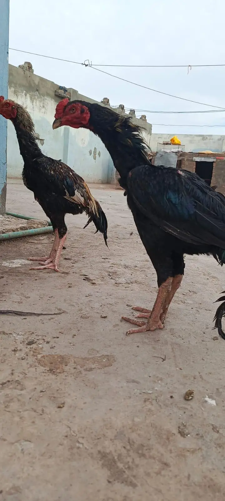 2 aseel pathay home breed 3500 per 0312(5202101) — photo 2