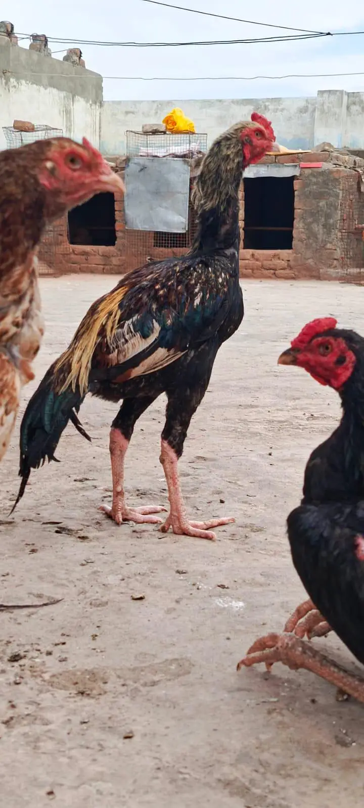 2 aseel pathay home breed 3500 per 0312(5202101) — photo 3