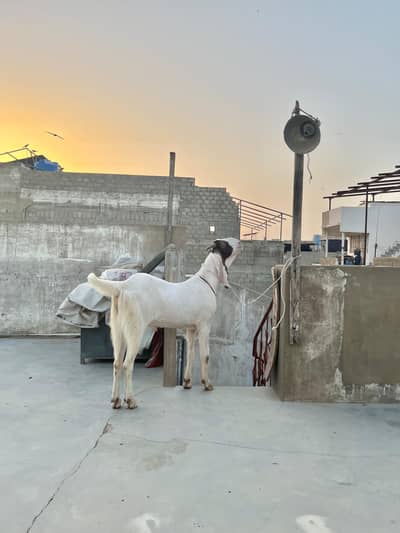 Gulabi Bakra 2 dant Khasi