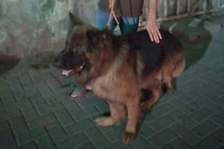 German shepherd stud