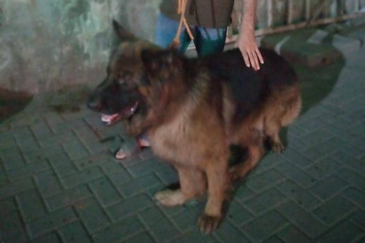 German shepherd stud 0
