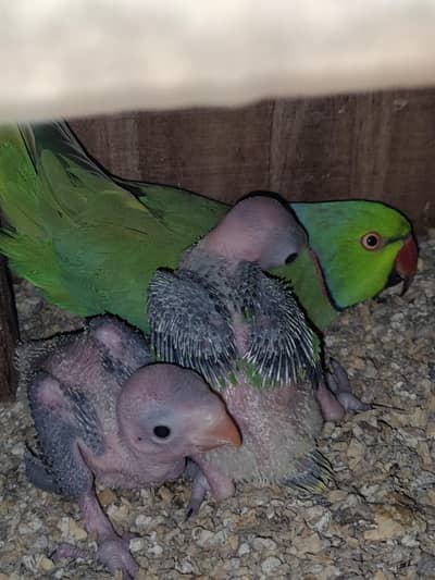 Ringneck chicks Local Home Breed