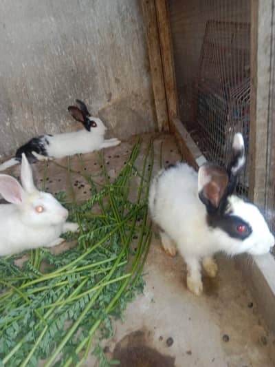 red eyes white 2 rabbits and black& white 2 rabbits