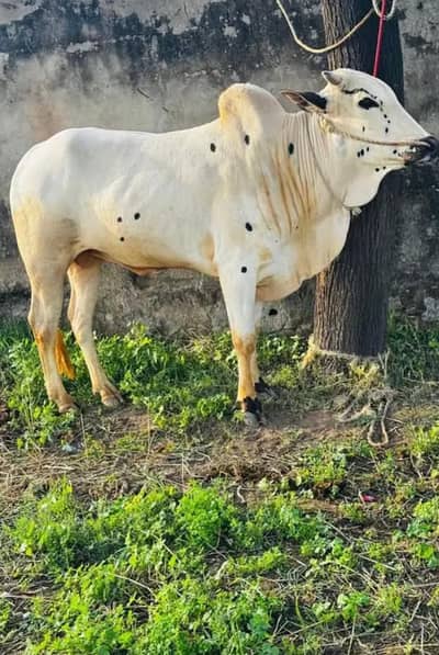 cow for sale for qurbani