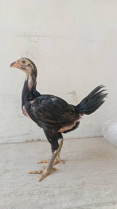 Thai Aseel